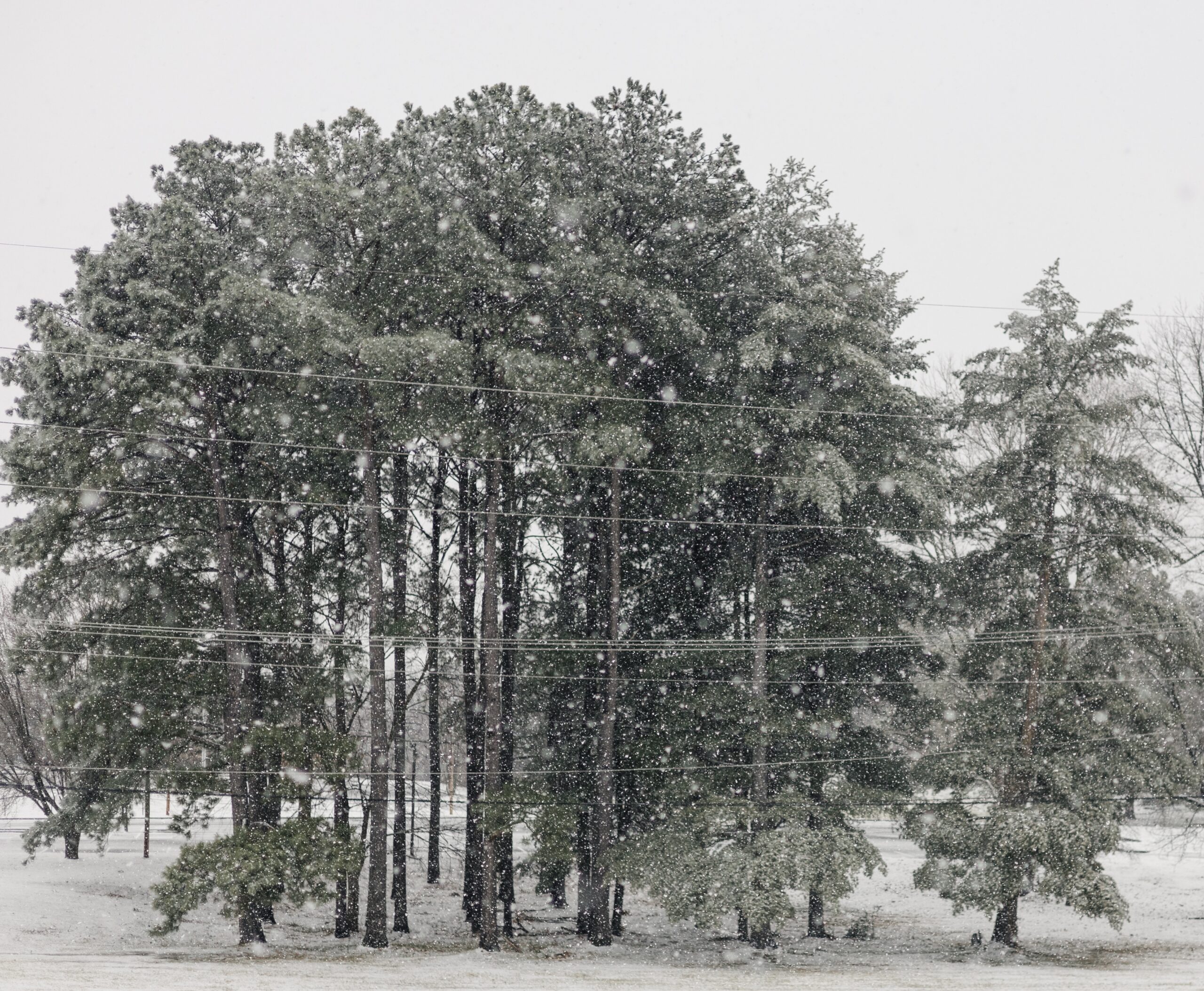 Snowy Pine trees Photo credit: Ryan Kirst