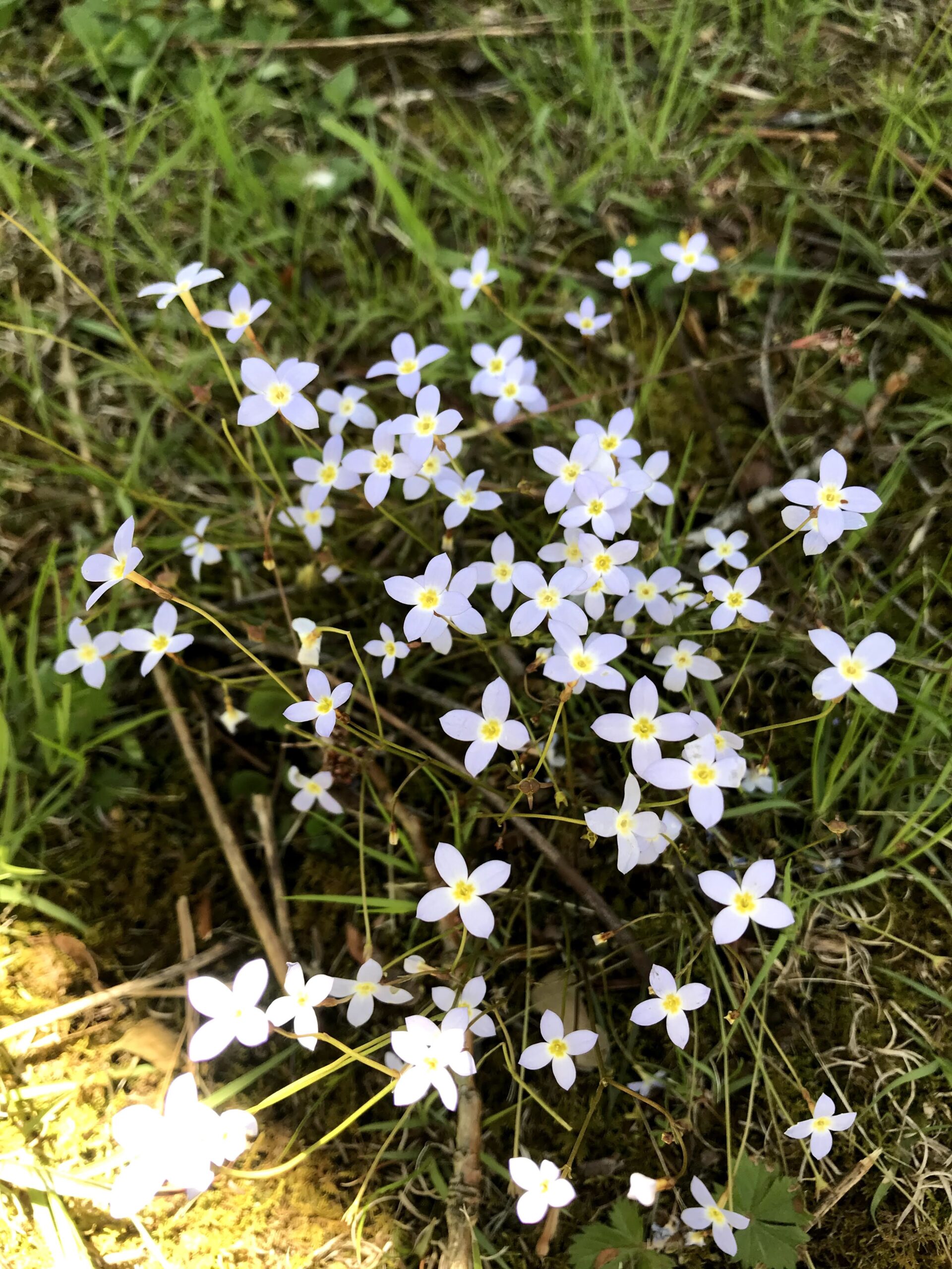 Dainty little blue flowers Photo Credit: Kati Kirst