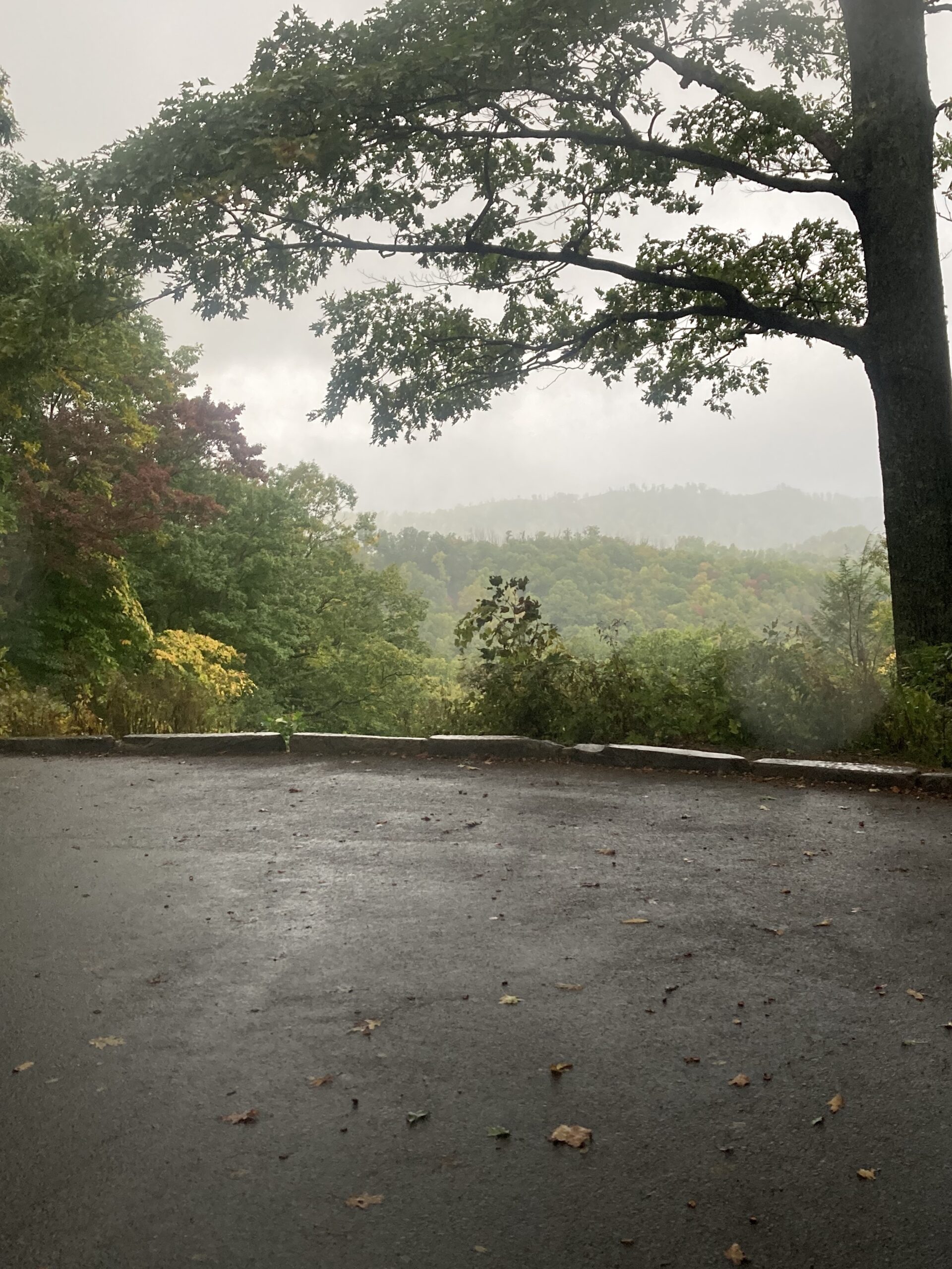 Fall foliage, rainy, misty morning from mountain look out point. Photo credit: Kati Kirst