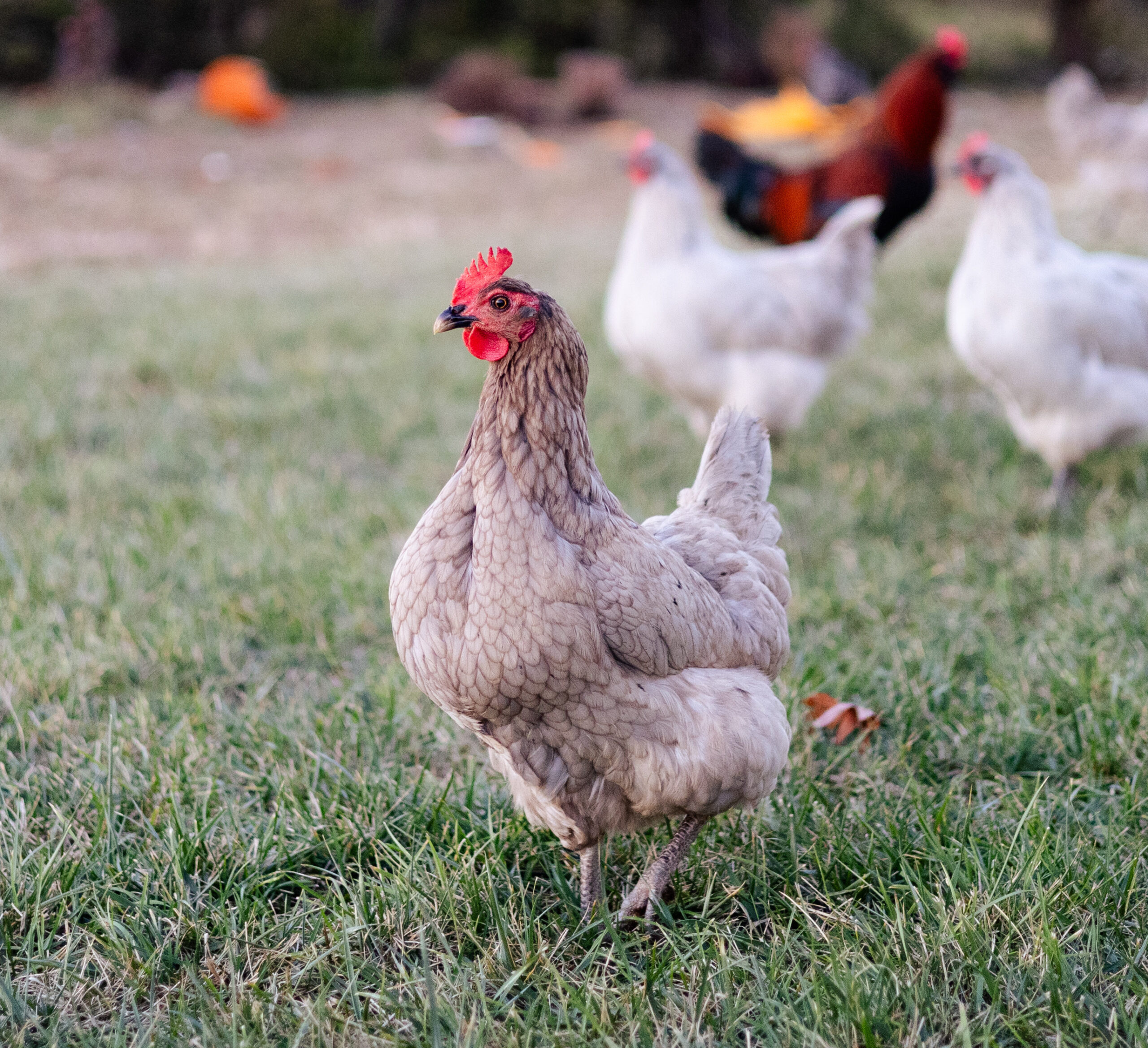 Gray/brown feathered chicken walking in a field on homestead Photo credit: Ryan Kirst