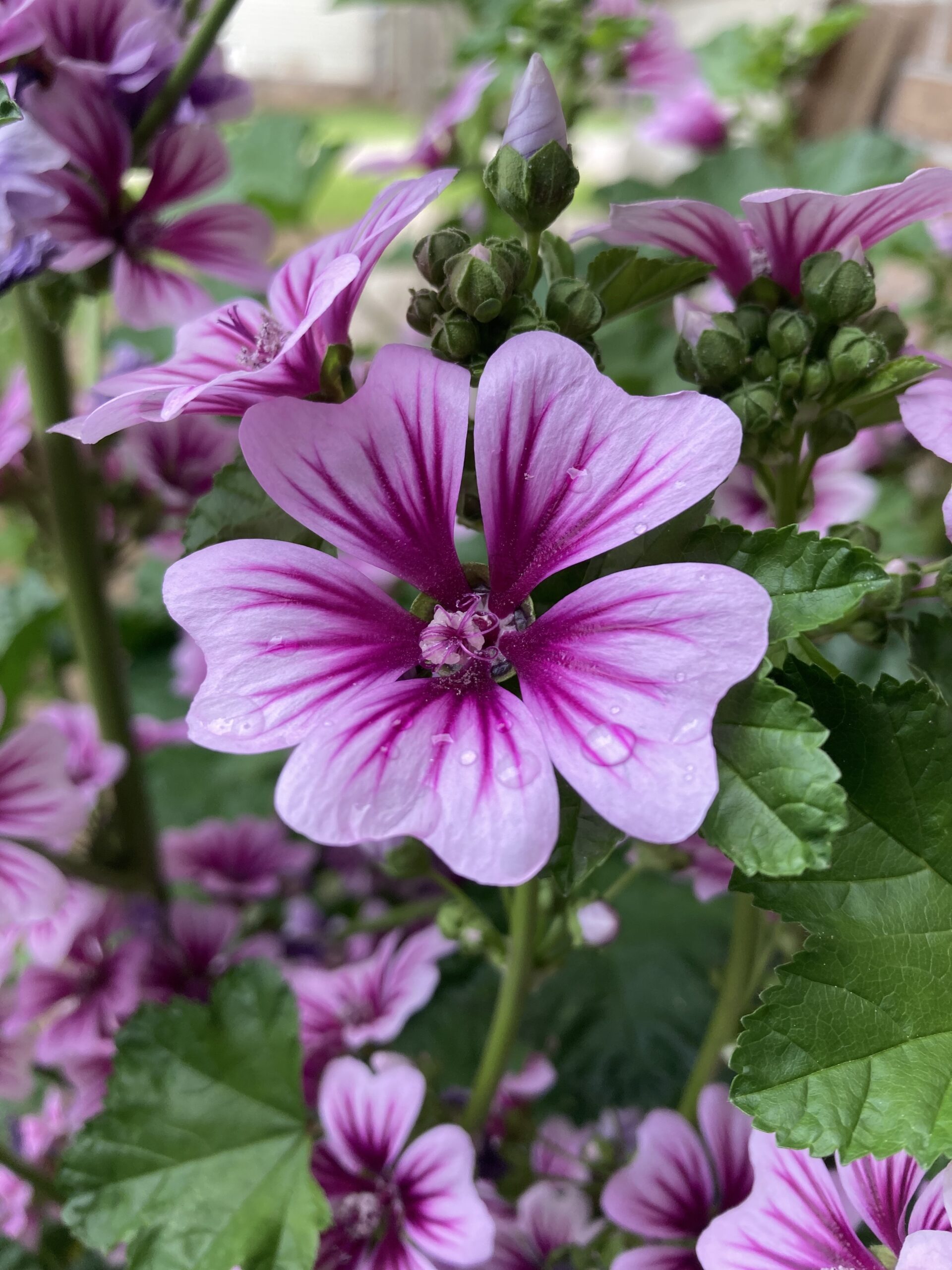 Vibrant soft pink and purple flower with dew drop on petal Photo Credit: Kati Kirst