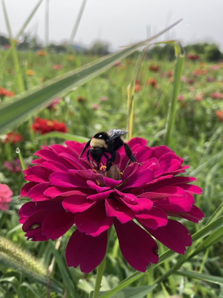 Bumble bee sitting on a pink zinnia in a field of flowers Photo credit: Kati Kirst