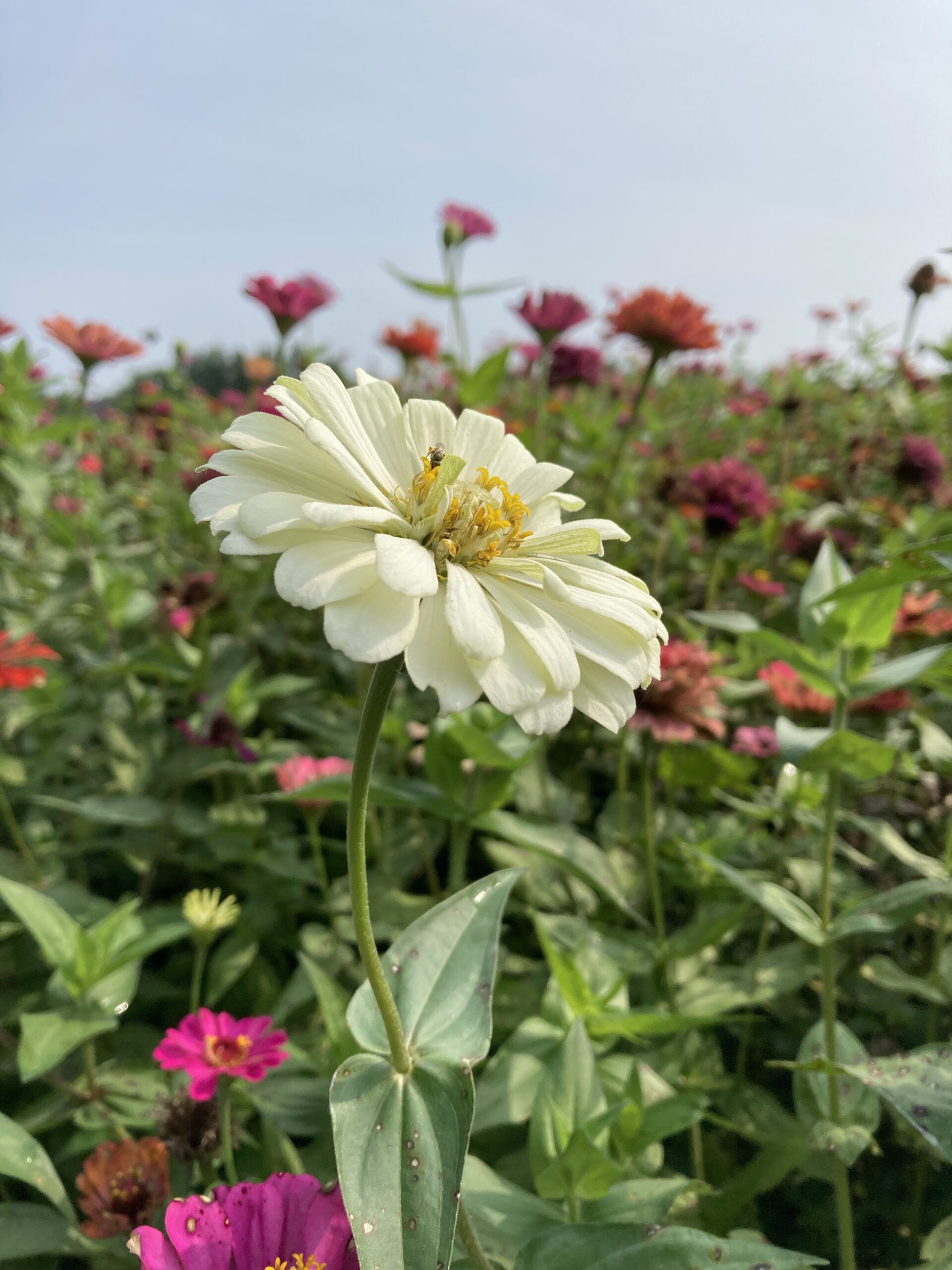 white flower in a field Photo credit: Kati Kirst
